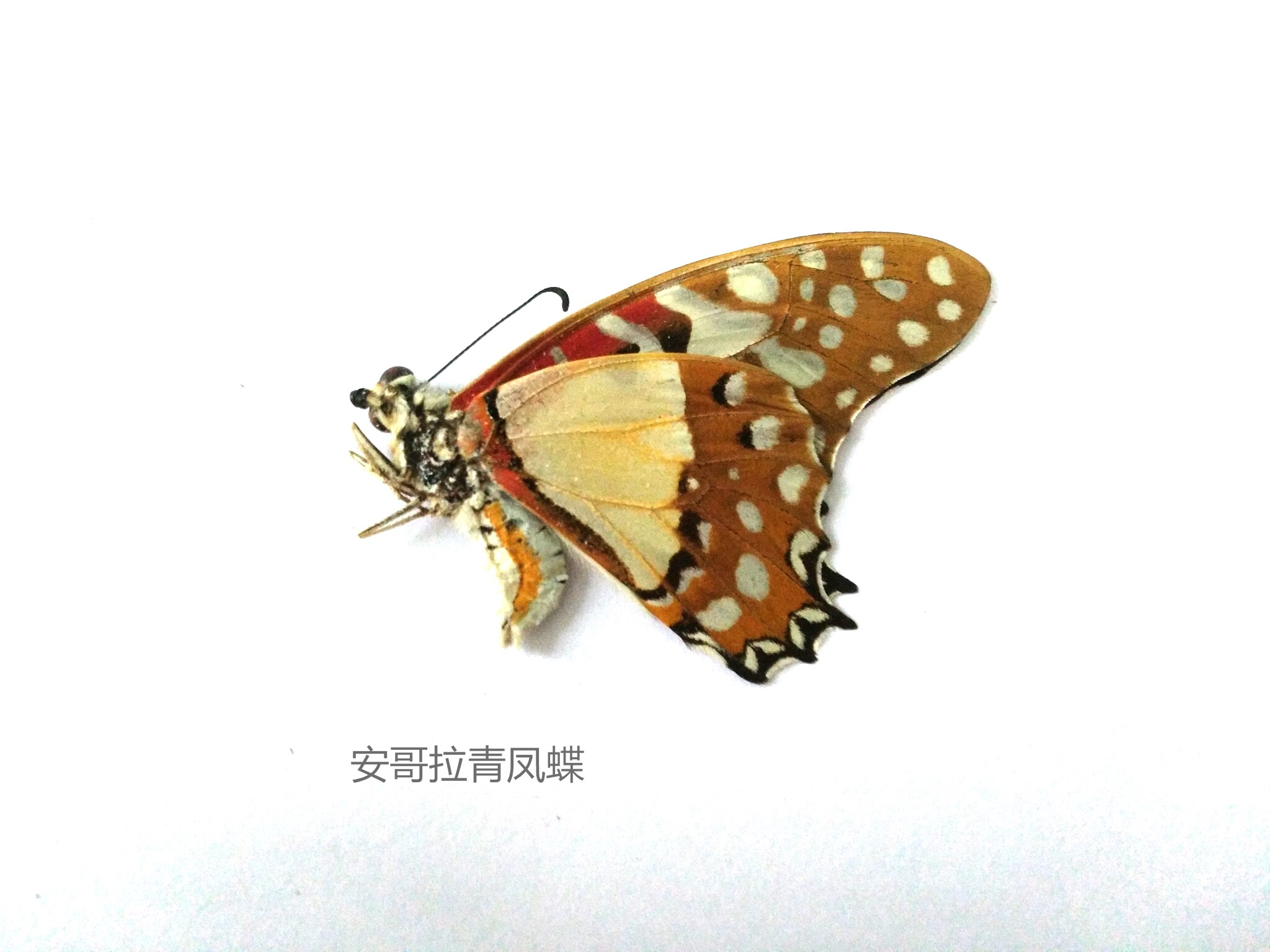 安哥拉青凤蝶 Graphium angolanus 蝴蝶标本 产地中非 155