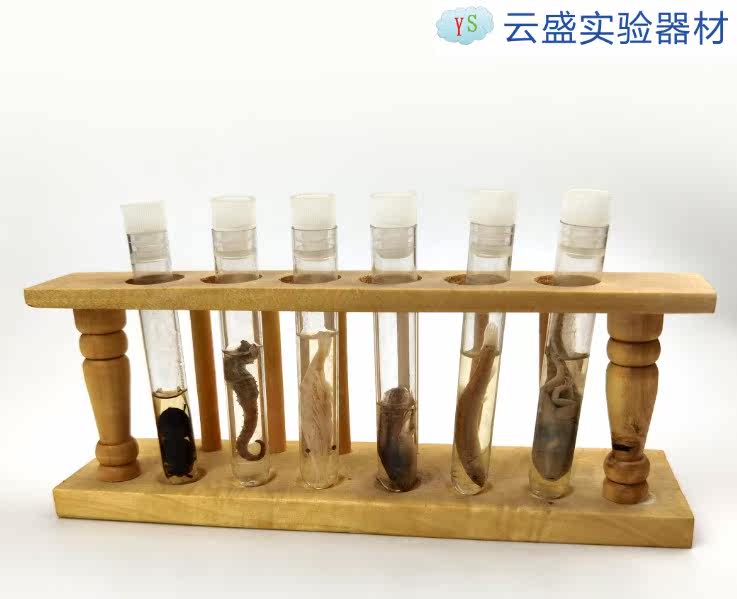 包邮 透明硬质塑料试管 科学实验教学教具 浸泡收藏昆虫 单支价格