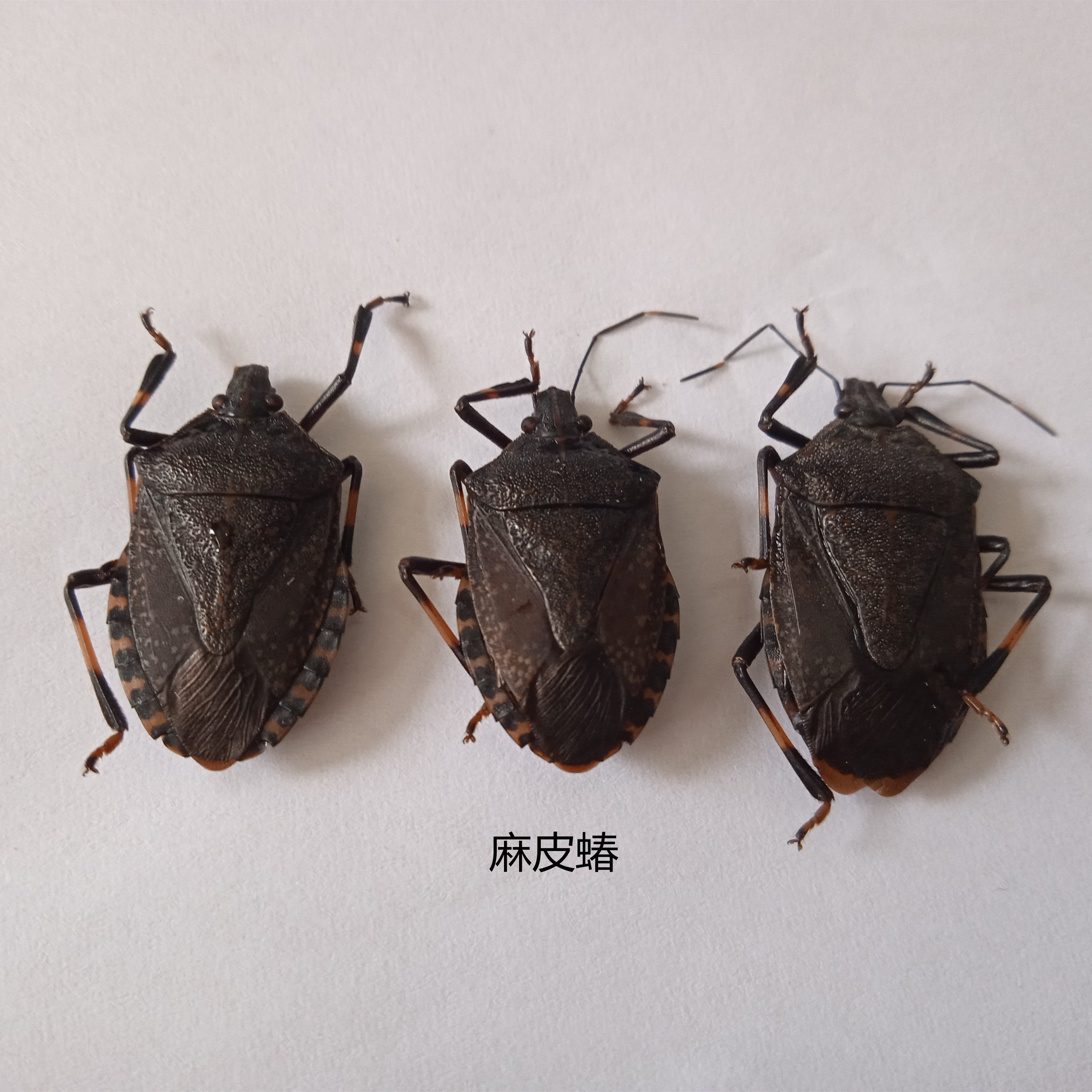 麻皮蝽标本Erthesina fullo (Thunberg)  昆虫标本 产地广西 101