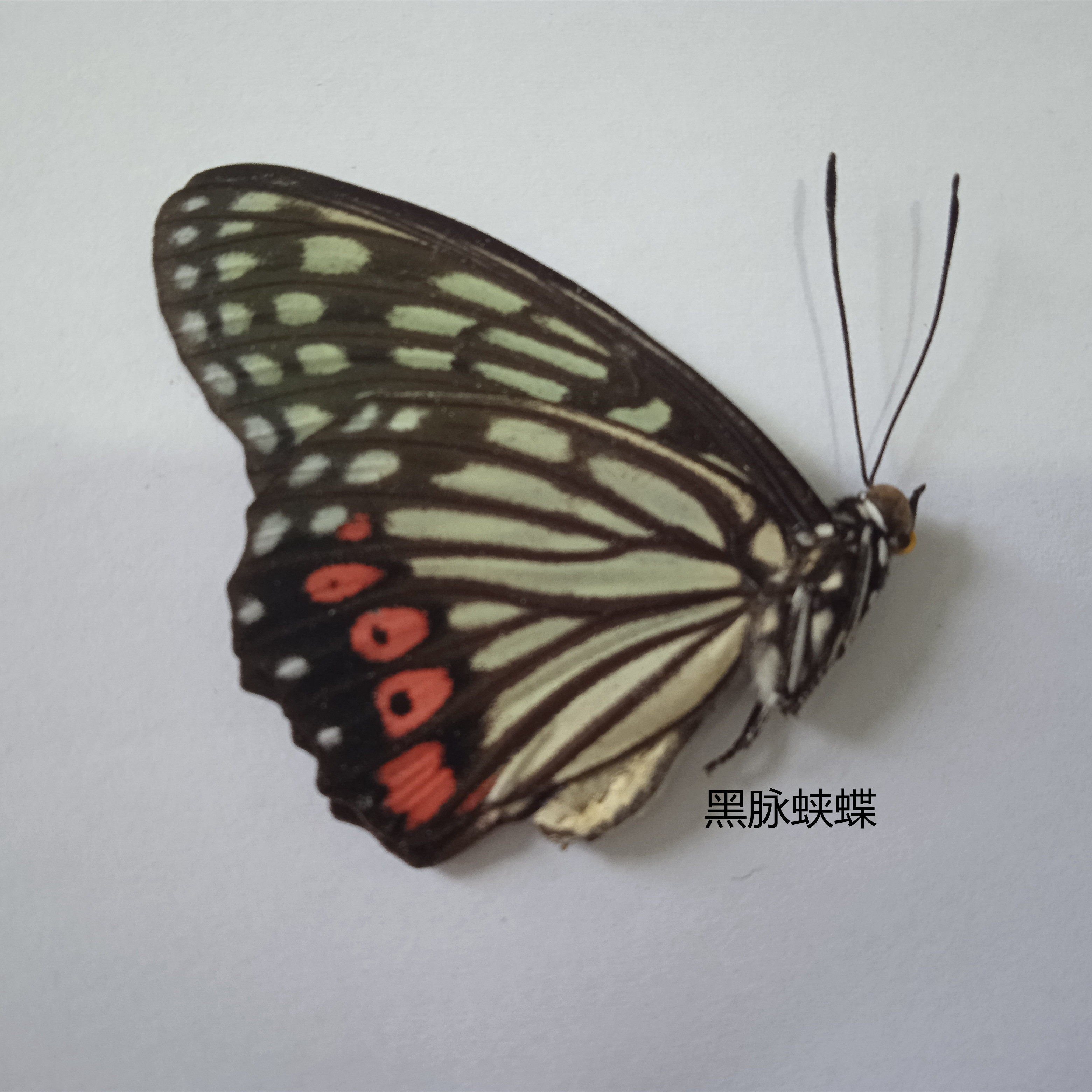 黑脉蛱蝶 Hestina persimilis 蝶蝶标本 产地湖北  019