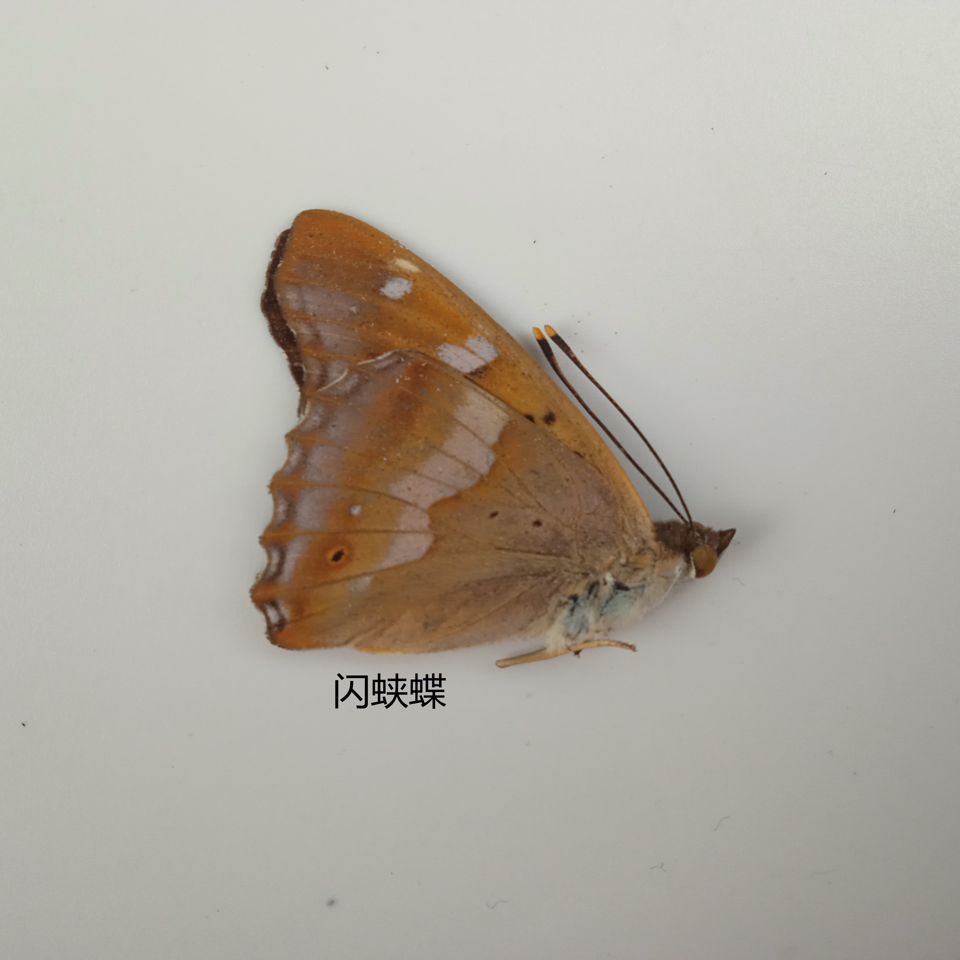闪蛱蝶 Apatura 蝴蝶标本  产地河南 115