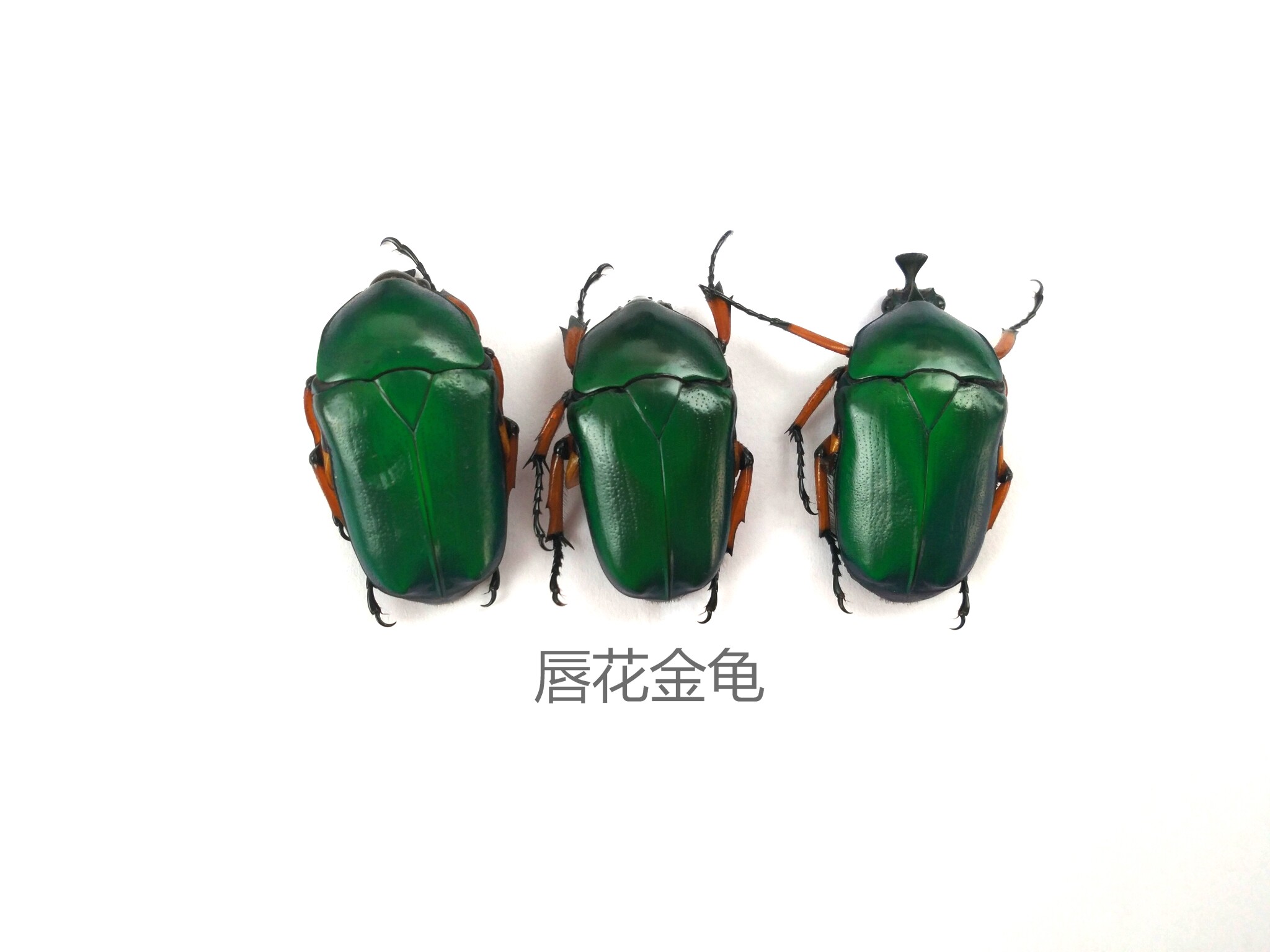 唇花金龟  墨绿色 黄脚 昆虫标本 大小约3厘米左右 产地云南 116