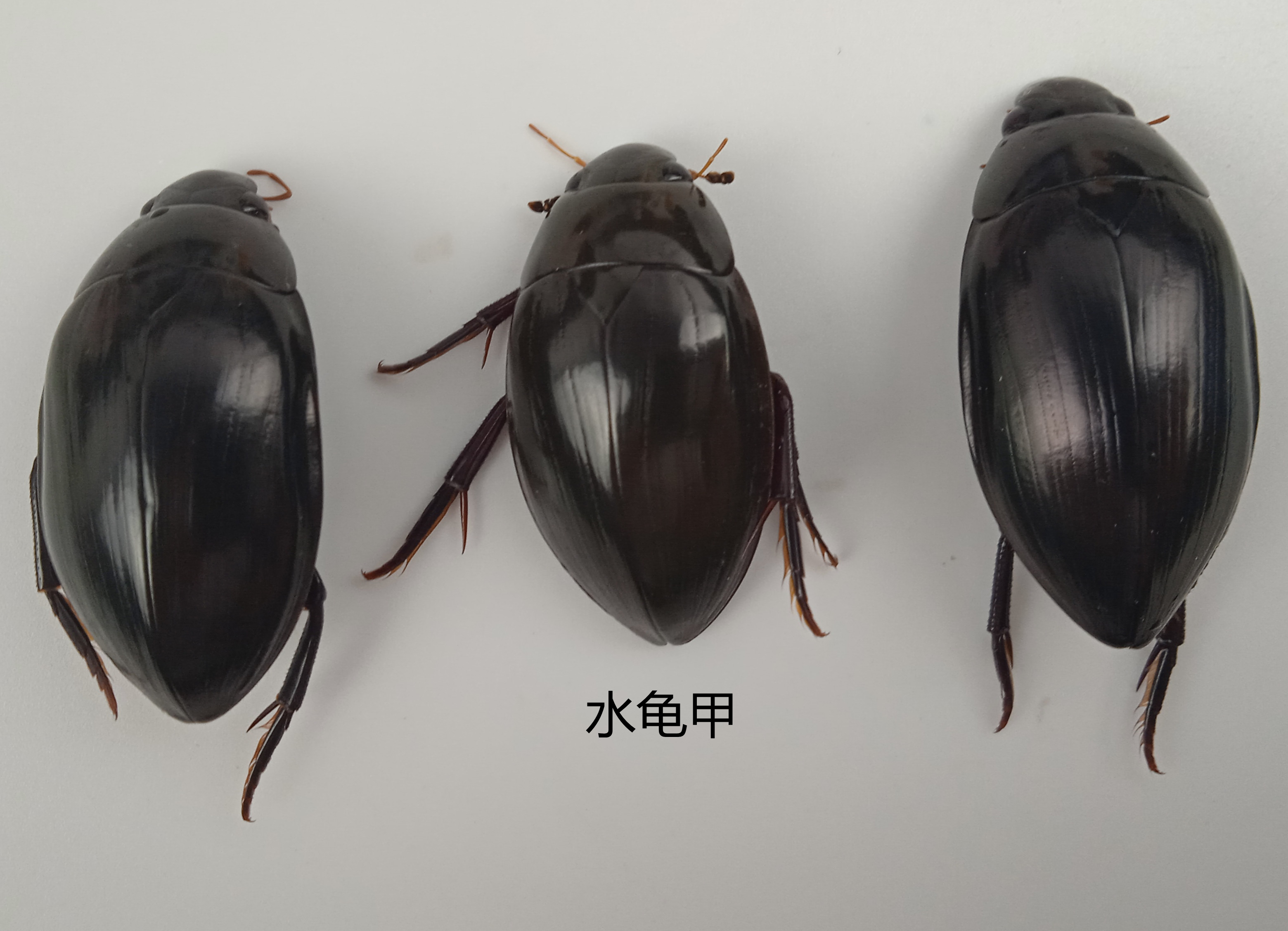 水龟甲标本 水龟子 湿虫 未整姿 昆虫标本  产地辽宁 114