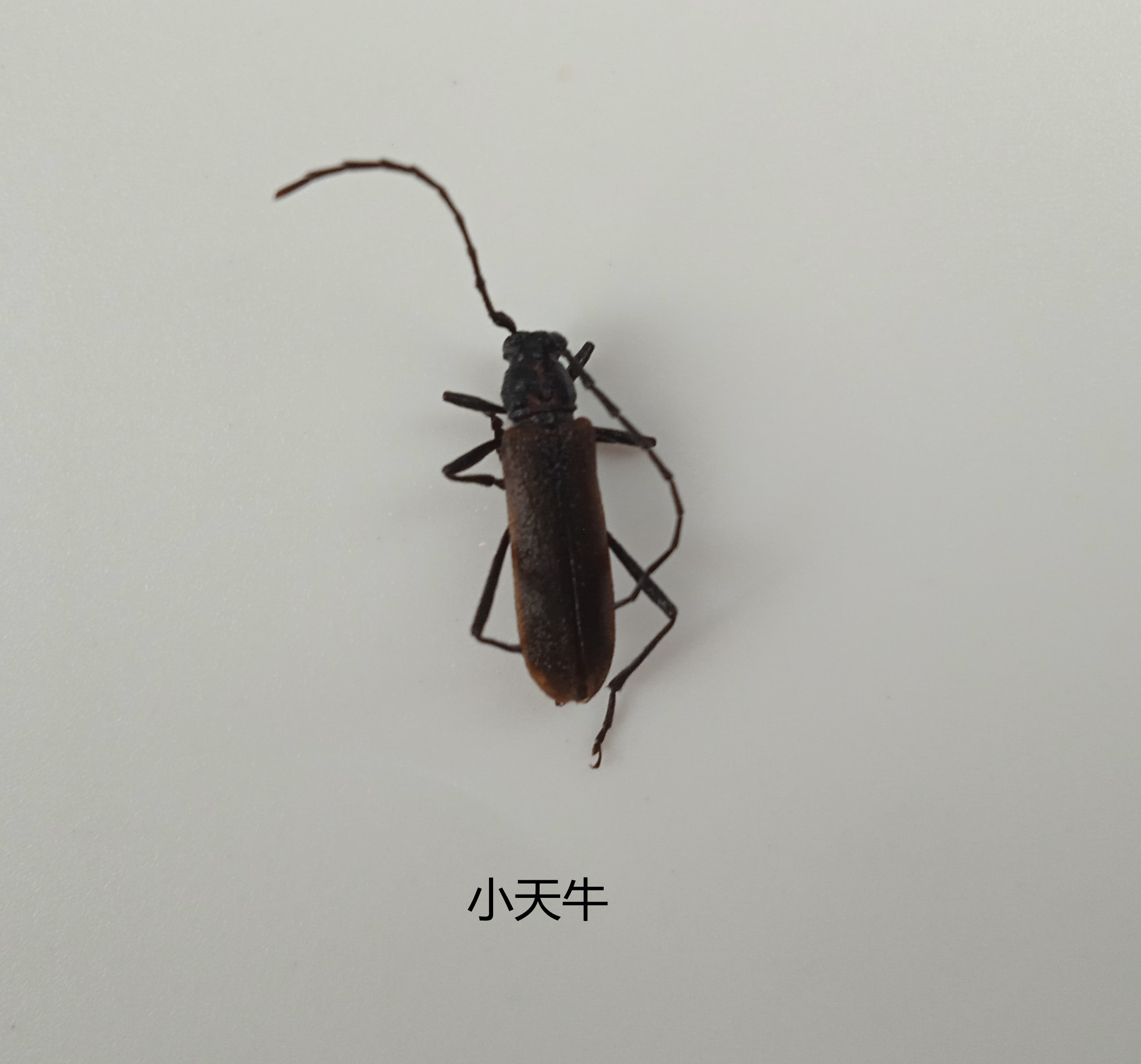 小天牛标本 湿虫 未整姿 昆虫标本 产地黑龙江 125