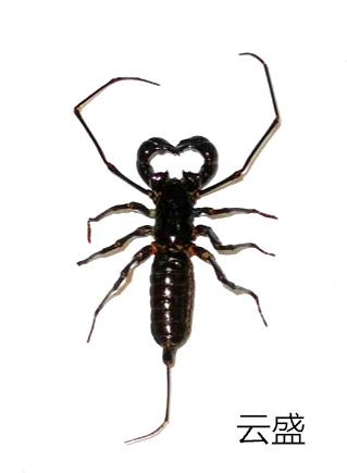 鞭蝎标本 湿虫未整姿 产地广西 体长约4-5cm
