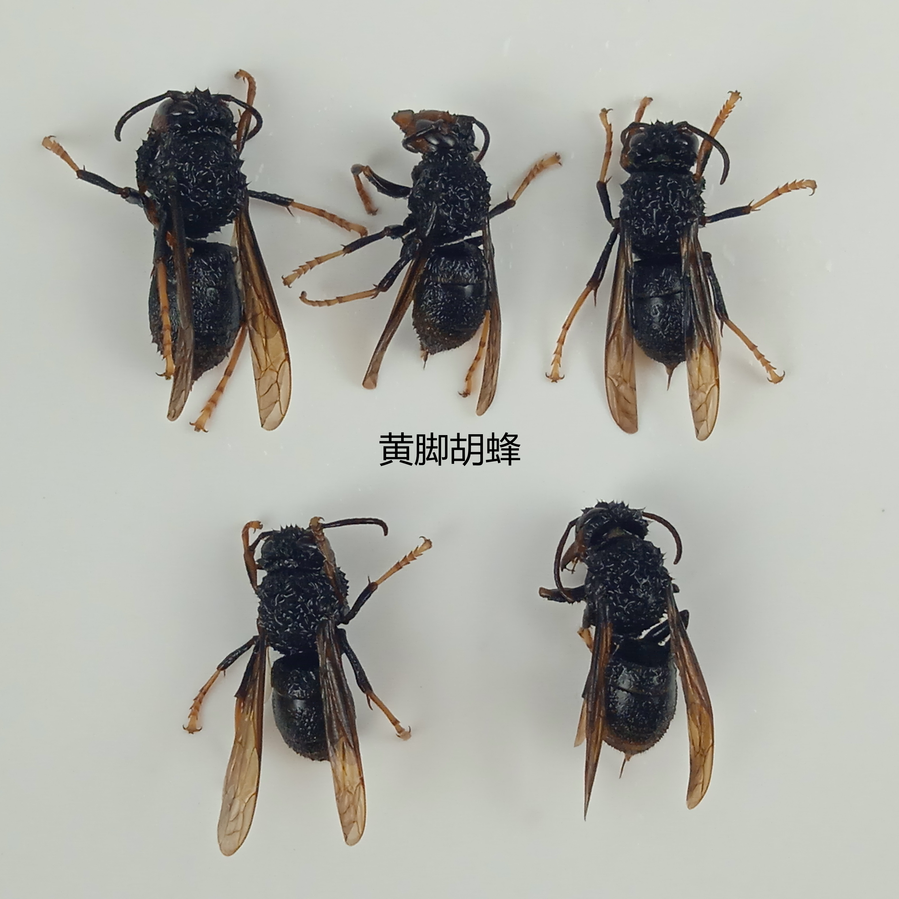 黄脚胡蜂标本 湿虫 未整姿  昆虫标本 产地广西 111