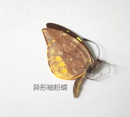 异形袖粉蝶 Dismorphia nemesis  蝴蝶标本 产地秘鲁 121