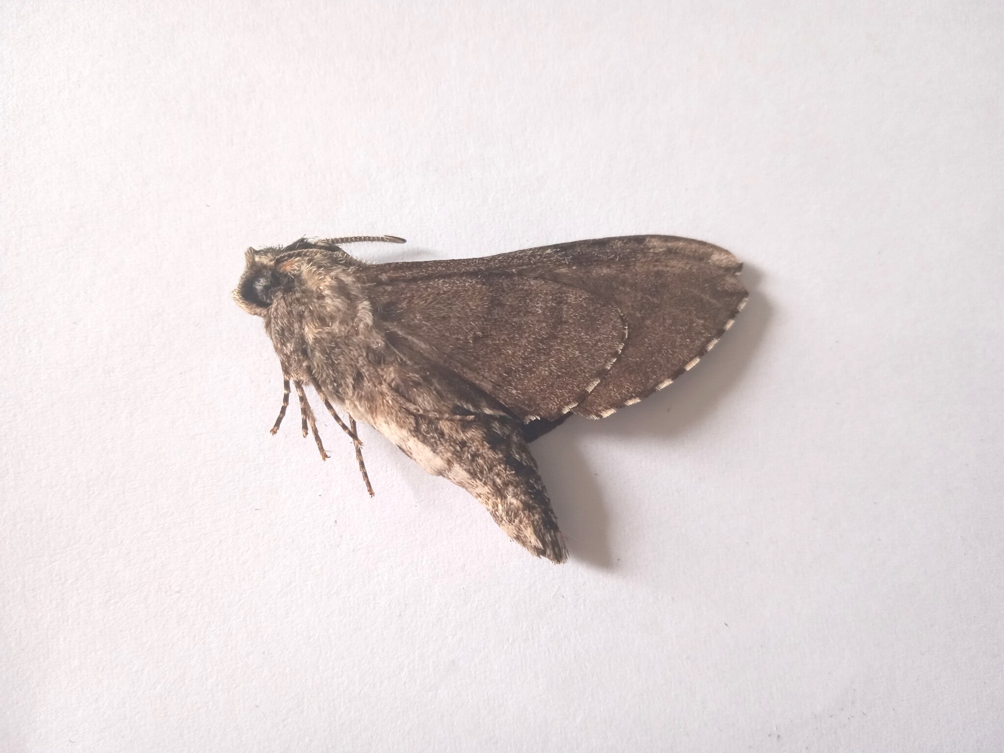 丁香天蛾标本 未展翅蛾类 鳞翅目产地黑龙江 020 展翅后约5/6cm