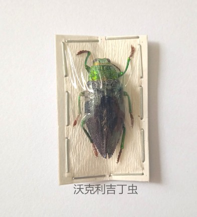 沃克利吉丁虫 Gelaeus walkeri 昆虫标本 产地印尼 052