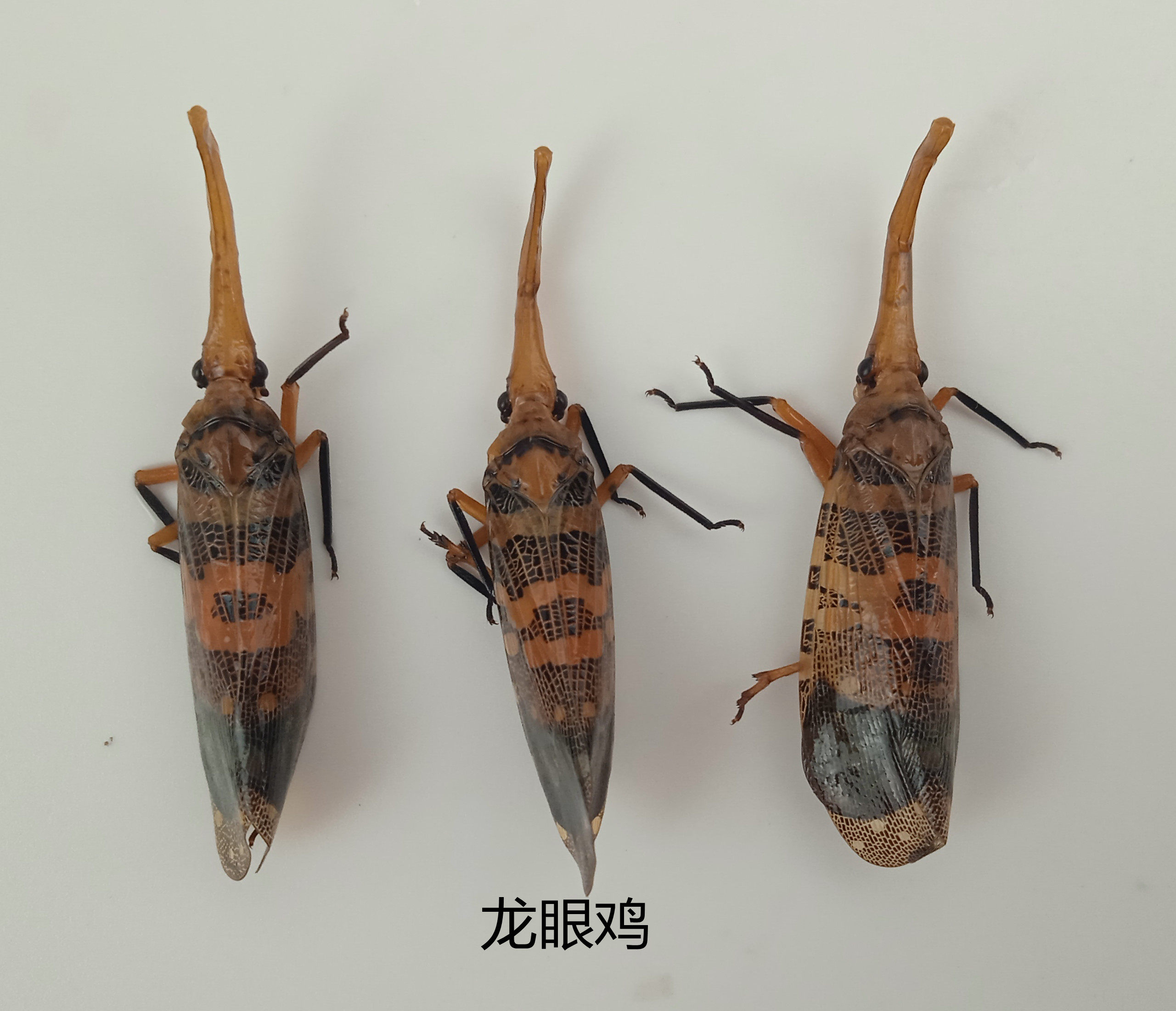 龙眼鸡 Fulfora candelaria 昆虫标本体长约4CM 产地广东 117