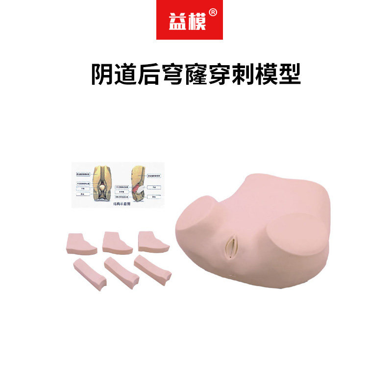 益模    阴道后穹窿穿刺模型 外皮固定腹腔脏器子宫直肠凹血囊阴道直肠水囊支架组成