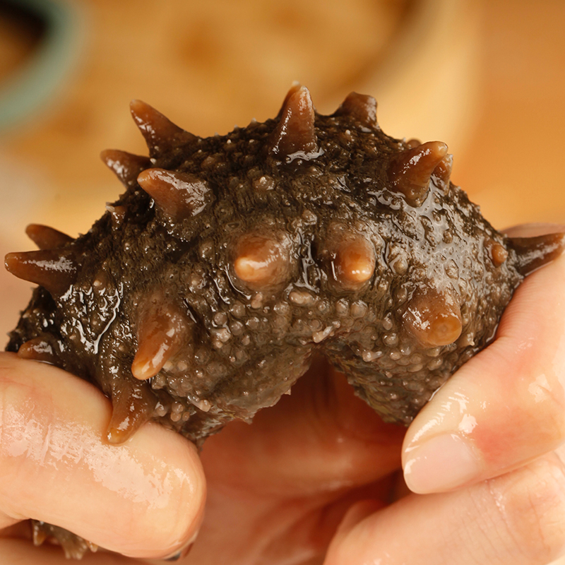 Wild sea cucumber ready-to-eat Dalian sea cucumber single fresh Liao ginseng fast food sea seepage three non-Dry Goods gift box