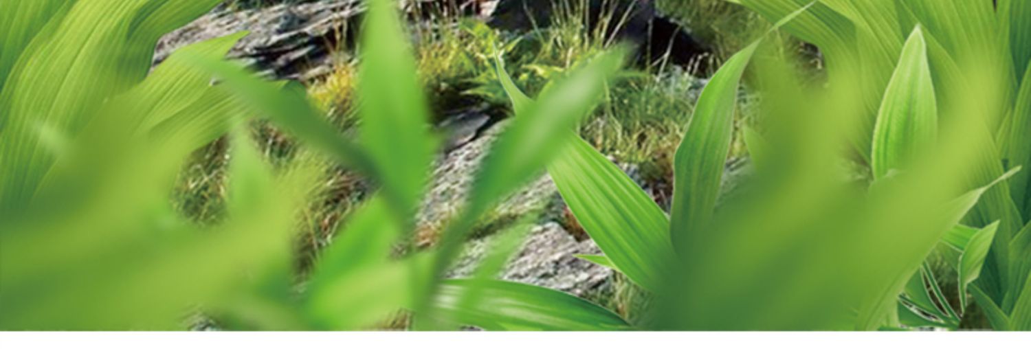 【中國直郵】 天明 尤加利葉糖 草本潤喉糖 防霾利器 清新護嗓 22g*2盒