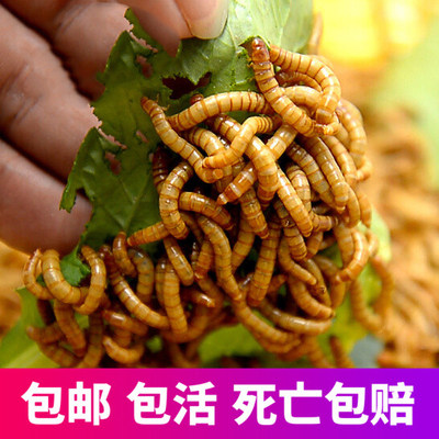 Boxed bread worm live bird food fish feed seed worm pet feed fresh turtle fish pheasant food