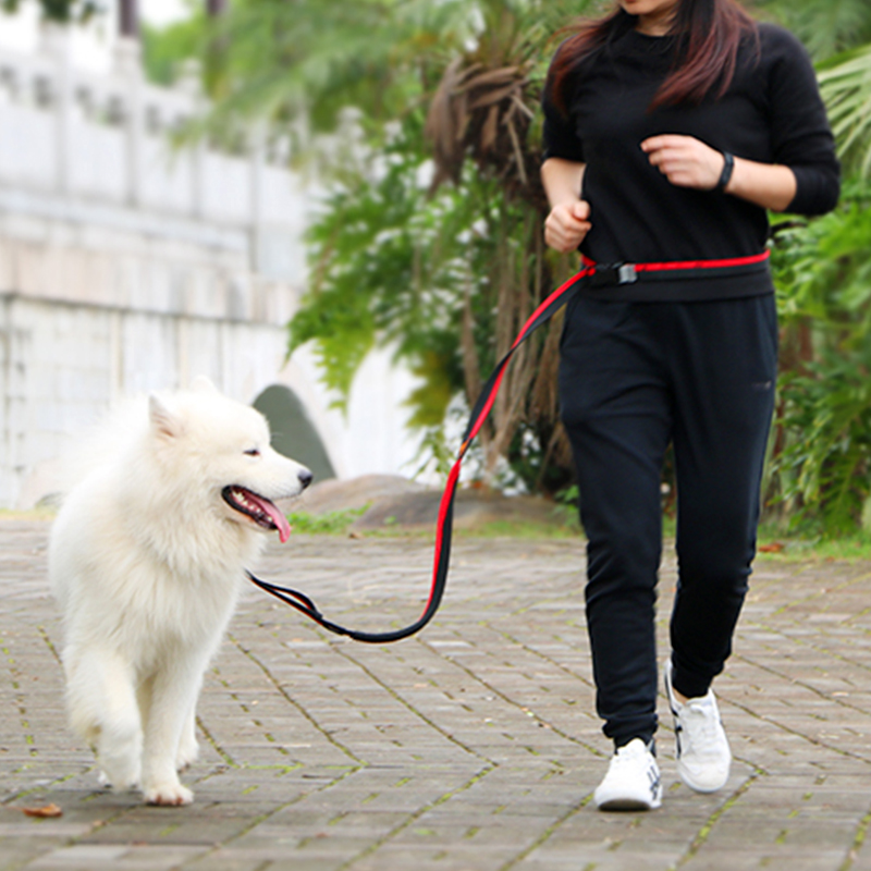 Dog leash free hands in large dog leash golden retriever koki dog chain outdoor running lead leash