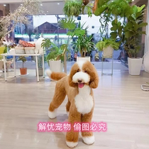 Giant Poodle Giant Poodle Puppy Purebred Giant Teddy White Champagne Red Brown Gray Black Giant Poodle