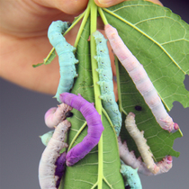 Silkworm baby living larvae 12345 aged silkworm eggs Silkworm eggs Silkworm School Students Rearing Silkworms Suit Fresh Mulberry Leaf
