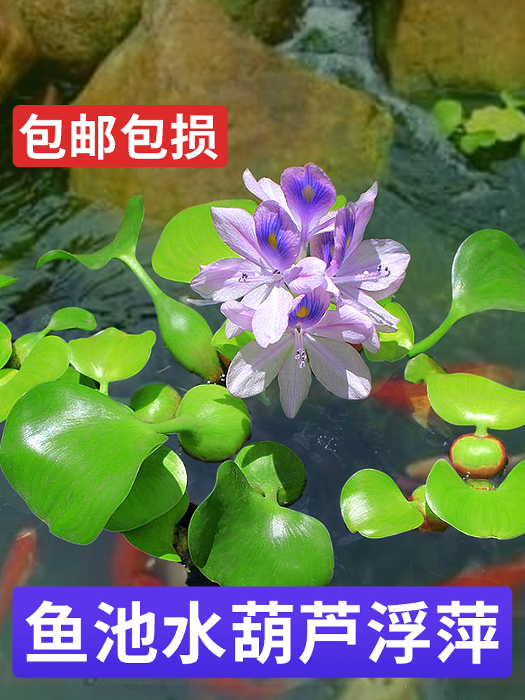 Water grass duckweed water hyacinth water hibiscus pond landscaping foxtail grass aquatic plants flowers fish shrimp crab turtle tank four seasons