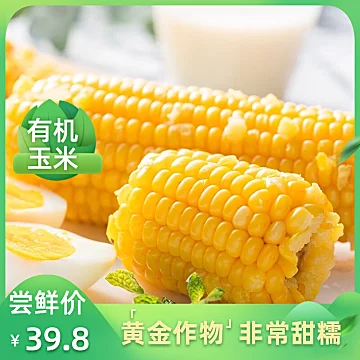 东北有机新鲜甜糯玉米260g10支[10元优惠券]-寻折猪