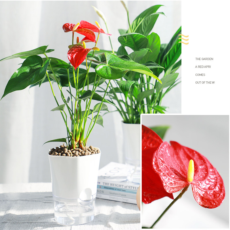 迷糊妞 带自吸盆 室内花卉植物盆栽 天猫优惠券折后￥11.9包邮（￥16.9-5）多款可选