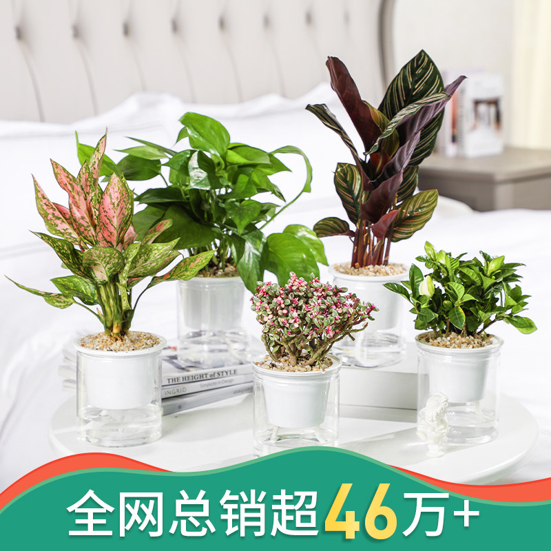 迷糊妞 水培植物盆栽 天猫优惠券折后￥6.9起包邮（￥9.9-3）多款可选