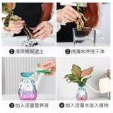 Гидропонная новая домашняя утиная утка