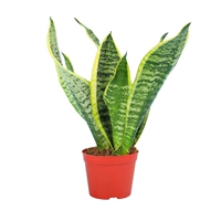 Golden Tiger Piran (оригинальный бассейн)