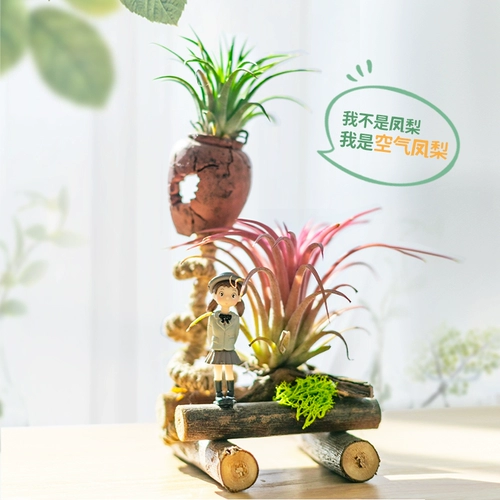 Воздушный ананас Hongyun Положительные растения Внутренний офис на рабочем столе.