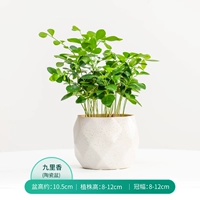 Jiuli xiang+bai fang ge macaron (средний) горшок/ананас белый горшок