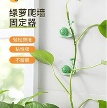  No Mark Plant Climbing Fixer Novelty Practical Snail fixed clip Sticky Hook Flower Vine sticter wall buckle small