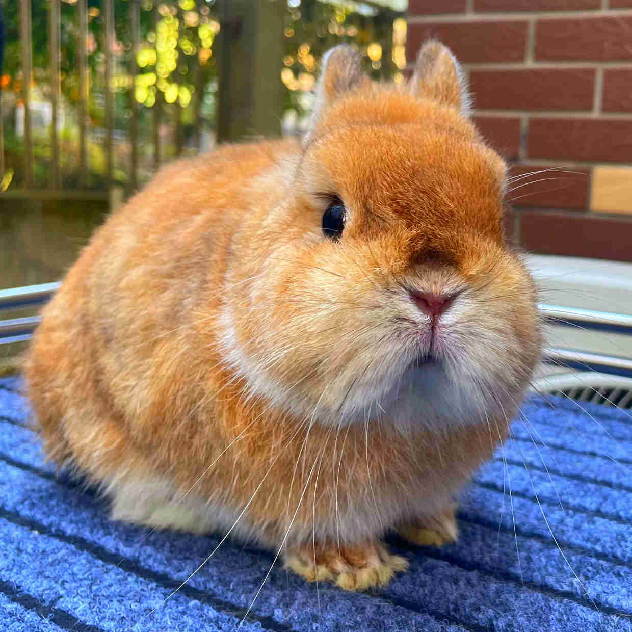 Pet Rabbit living Things imported Dutch dwarf Rabbit second-generation double pedigg single pedigg Pure Breezcup Rabbit Living