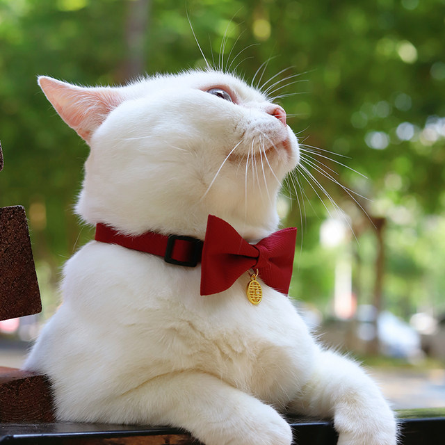 bow tie ຫມາ, cat happy words, ເຄື່ອງນຸ່ງຫົ່ມ, dowry, cat wedding decoration, festive scarf, bow, pet collar accessories