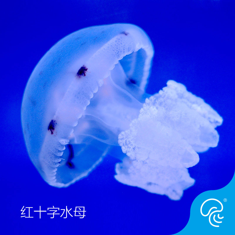 Red Cross Jellyfish Living Jelly Jellyfish Ornamental Pearl Pet Seawater Ornamental Fish Living White Gem Jellyfish Jellyfish