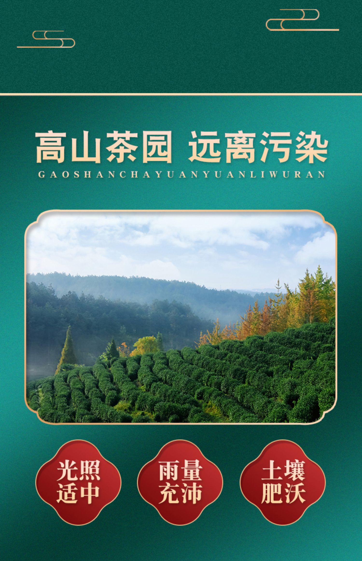 2021明前高山云雾绿茶100g