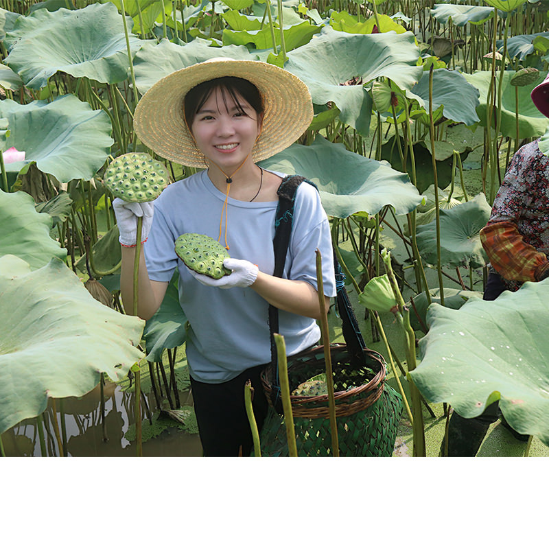 Shan first Things Lotus Seeds Dry Goods Jianning Farmhouse White Lotus Manual going to the core can be matched with silver ear lilies dry cooking 250 gr