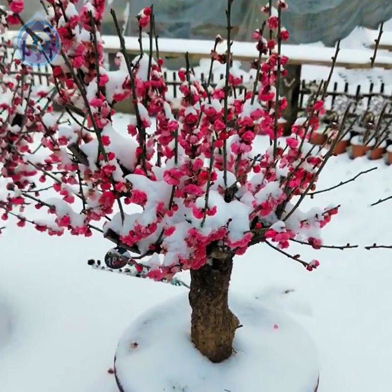 North Outdoor Cold Resistant Plant Wax Plum Blossom Potted Flowers Plum Blossom Plum Flowers Plum Bonsai Old Pile Indoor Balcony