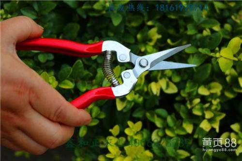 Large scissors pruning green land bridge garden lqzy hedge shearing flower pruning pruning lawn flowers and tree branches pruning gardening