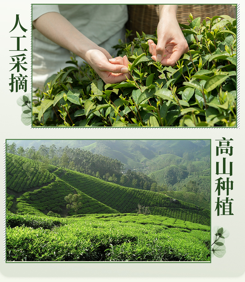 天蜀 蒙顶山茉莉花茶 50g 蒙山毛峰绿茶+横县茉莉花 图12