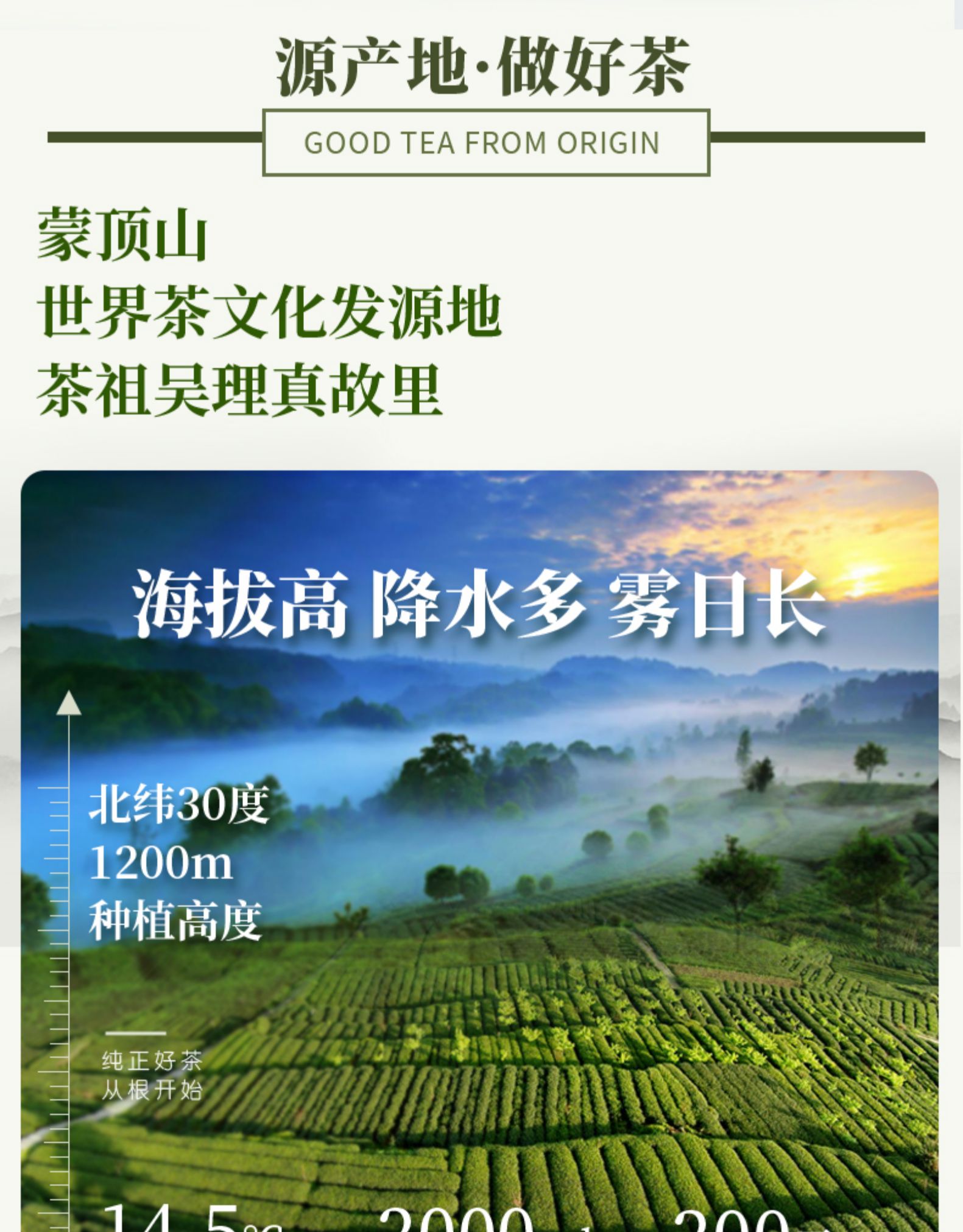 天蜀 2021蒙顶上新茶绿茶 图10