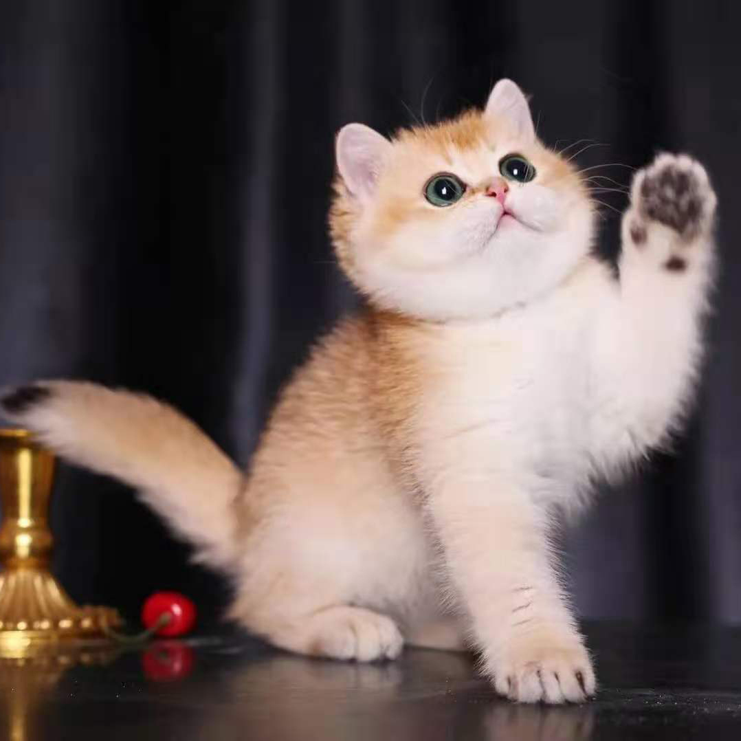 Pure-bred gold gradient English short kitten live British short-haired cat cub blue gold gradient gold silver pet cat