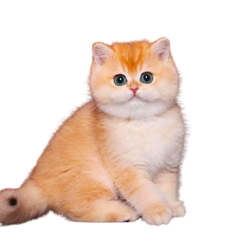 Pure-bred gold gradient English short kitten live British short-haired cat cub blue gold gradient gold silver pet cat