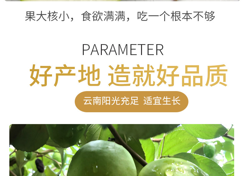 云南牛奶青枣 5斤 新鲜现摘 图9
