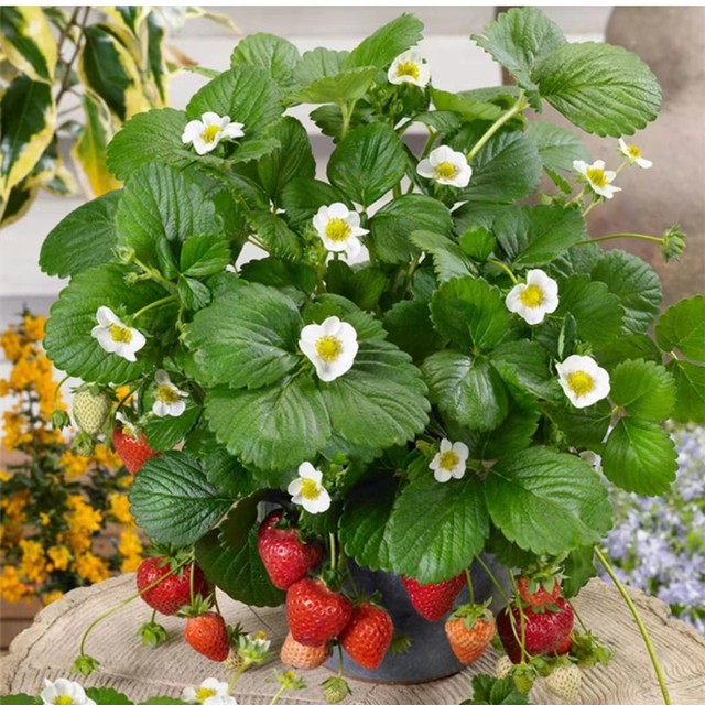 ເບ້ຍສະຕໍເບີຣີສີຄີມ potted with potted edible four-season Dandong red strawberry ເບ້ຍເບ້ຍໄມ້ໃຫມ່ລະບຽງເດີ່ນປູກເບ້ຍ