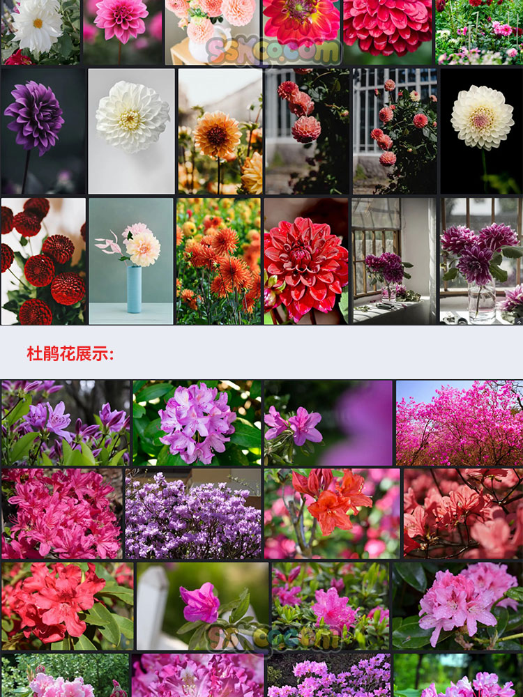 高清百合花杜鹃花大丽花唯美花卉摄影照片4K壁纸背景图片设计素材插图15