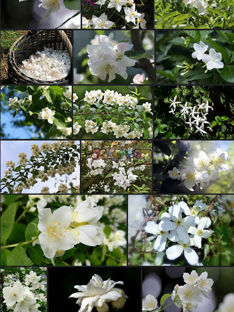 高清兰花梅花茉莉花唯美花卉花朵摄影照片4K壁纸背景图片设计素材插图26