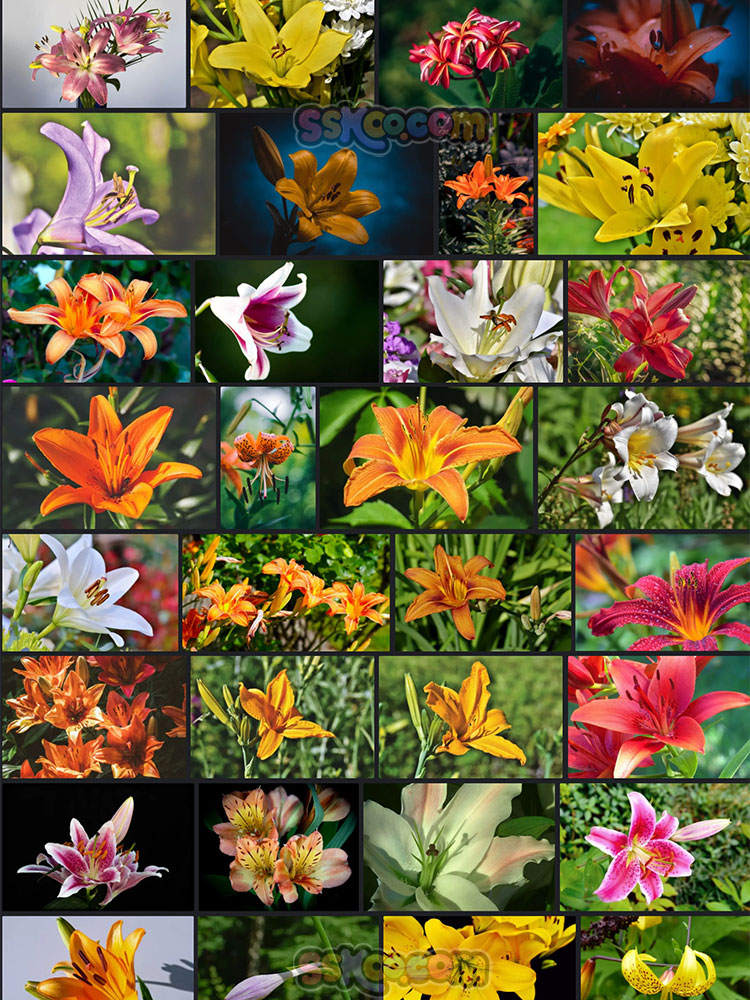 高清百合花杜鹃花大丽花唯美花卉摄影照片4K壁纸背景图片设计素材插图4