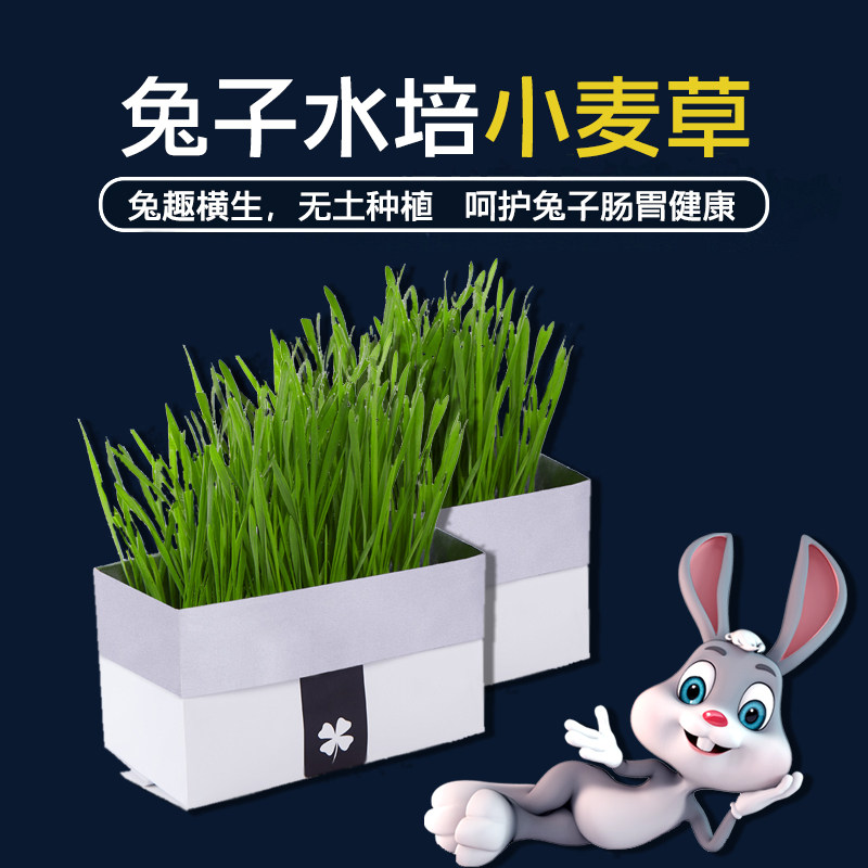 Hydroponic Rabbit Wheat Grass Guinea Pig Chinchilla Eats Grass Fresh Feed Grain Soilless Seed Planting Pot Snacks