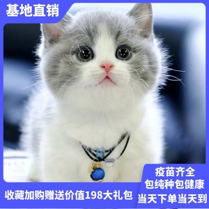 猫咪活物英短蓝猫幼猫折耳蓝白金渐层小猫咪加菲猫幼崽矮脚宠物猫