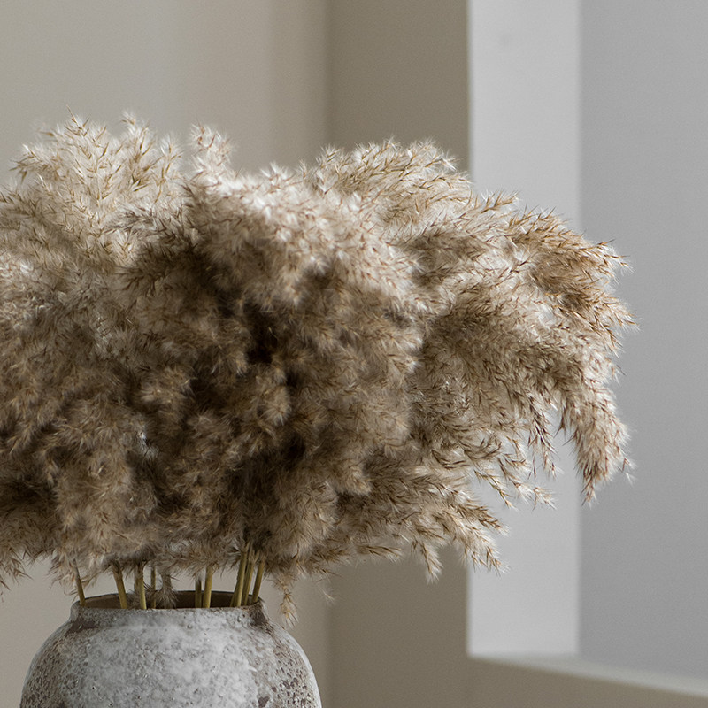 Natural wild reed grass immortal flower dust drying bouquet art decoration living room homestay decoration wedding props