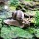Children's Cognitive Toys, Simulated Animal Models, Solid Snail Insect Set, Educational Science and Education Gifts, Decorative Ornaments